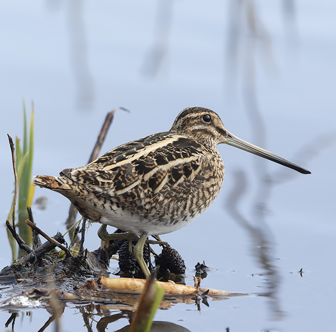 Watersnip010215E