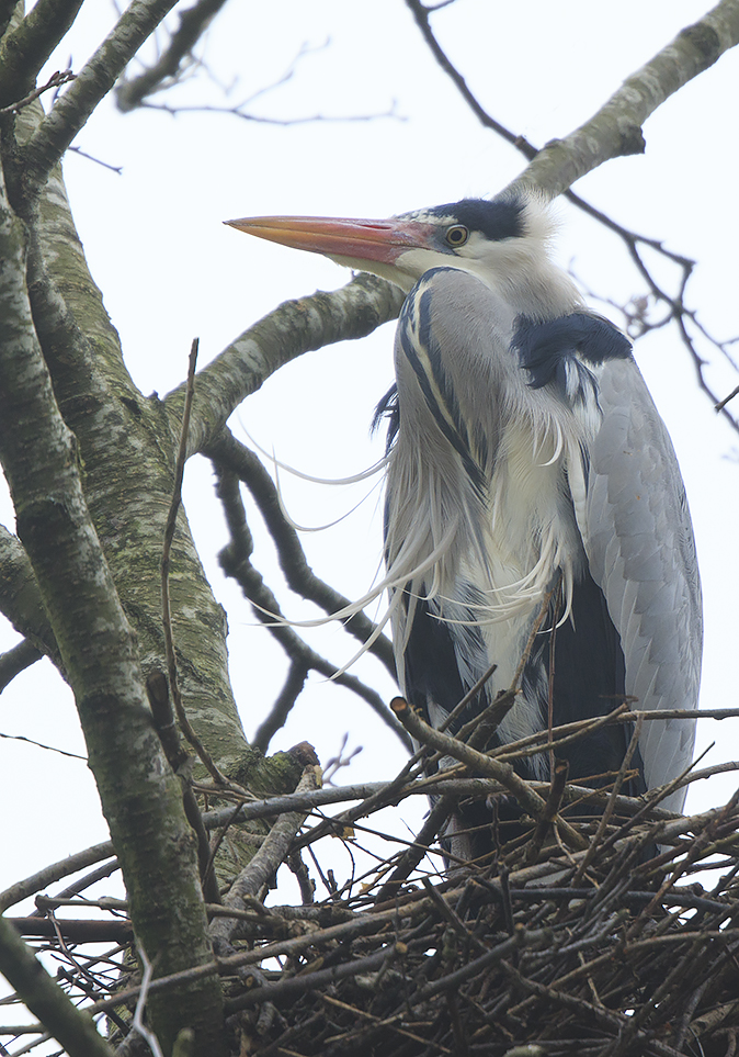 Blauwereiger280220