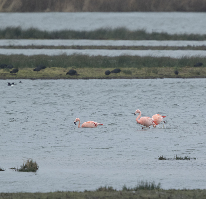 Chileenseflamingos310120