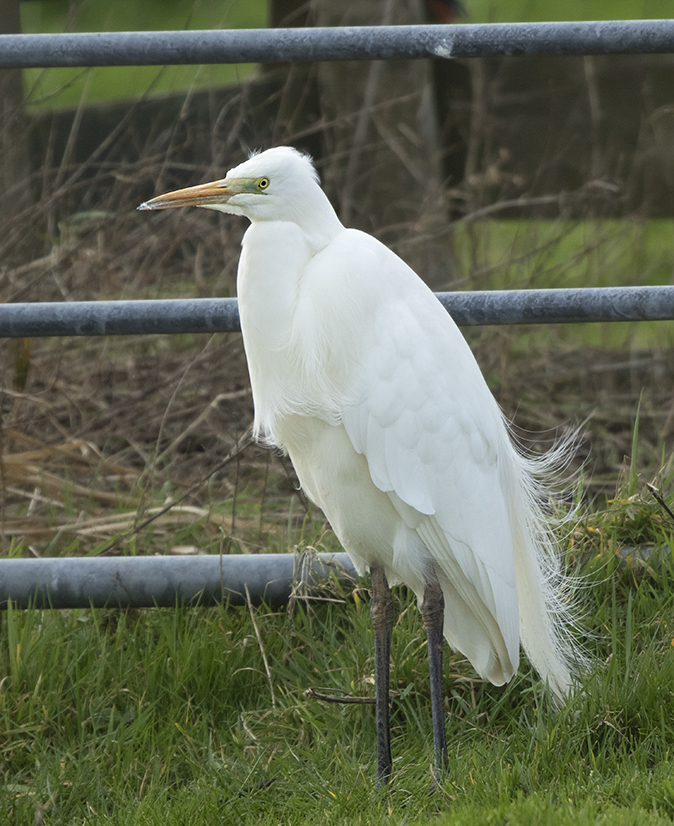 Grotezilverreiger100220