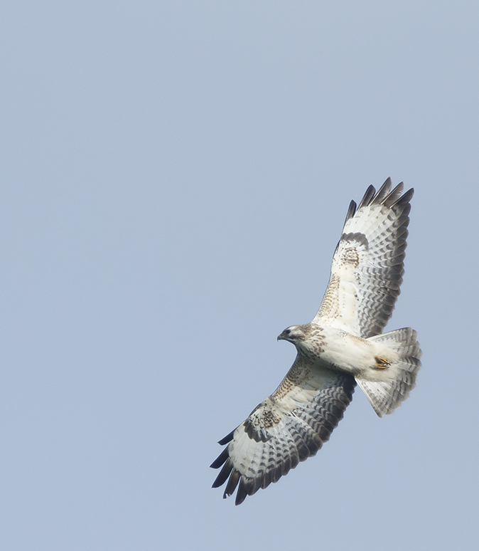 Buizerd010320