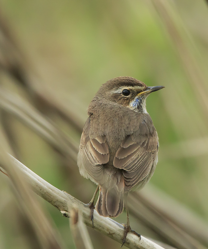 Blauwborst140420