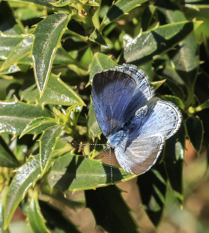 Boomblauwtje190420