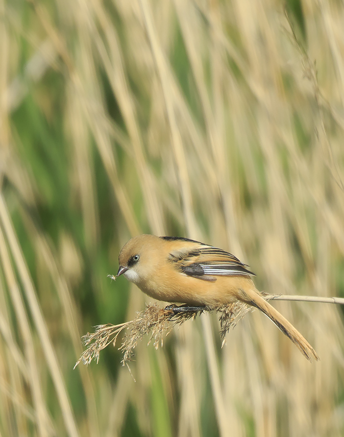 Baardmannetje150520