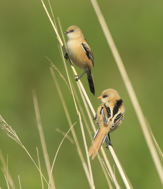 Baardmannetjes150520