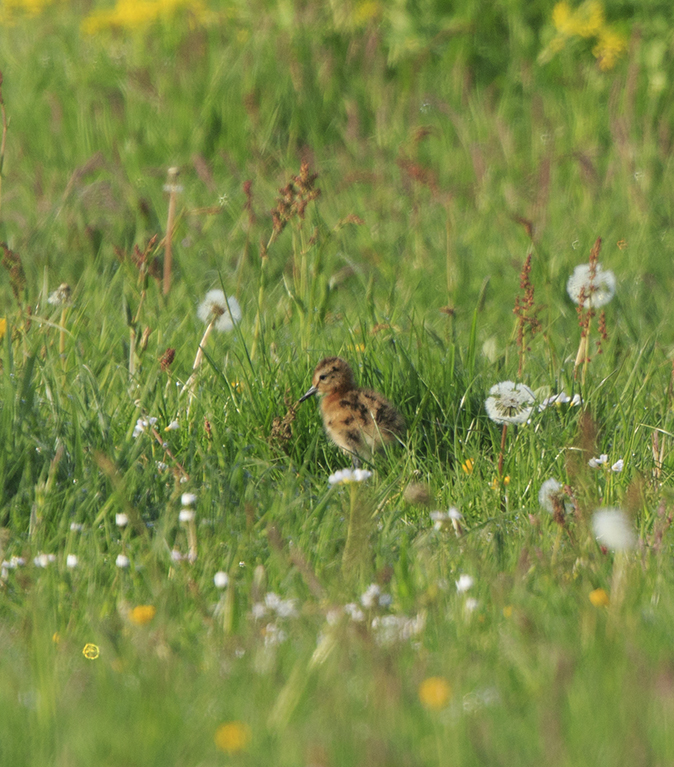 Grutto080520B