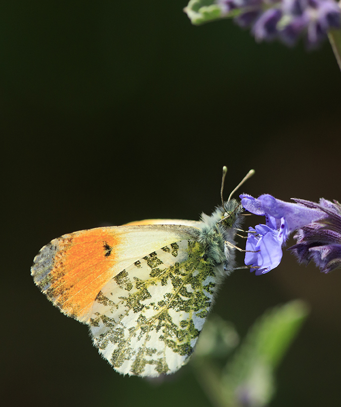 Oranjetipje180520