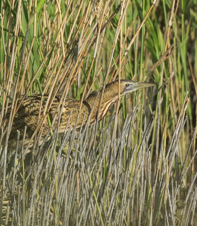 Roerdomp280520