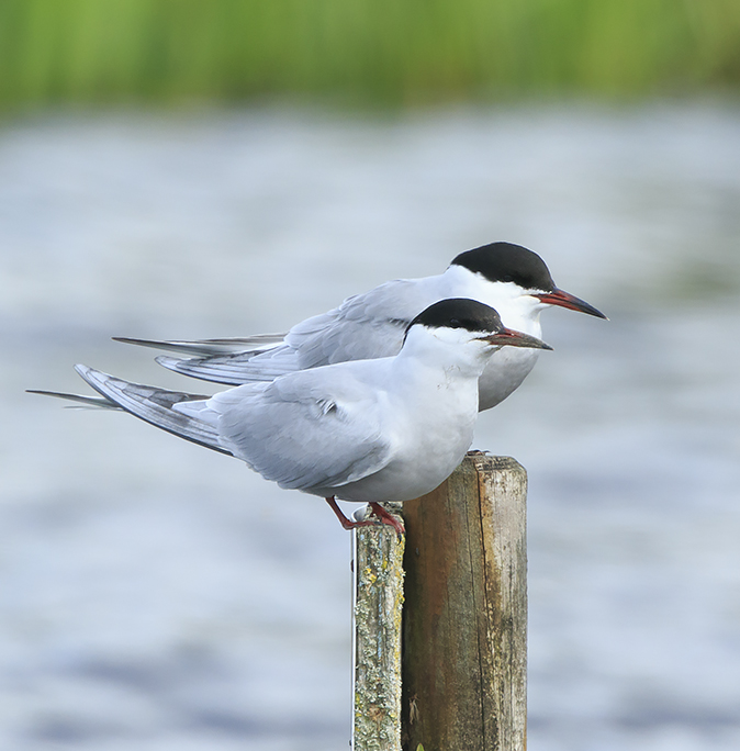 Visdiefjes010520A