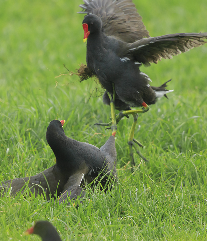 Waterhoentjes100520