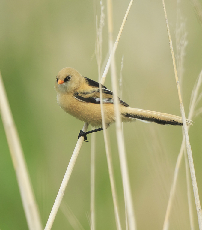 Baardmannetje160620D