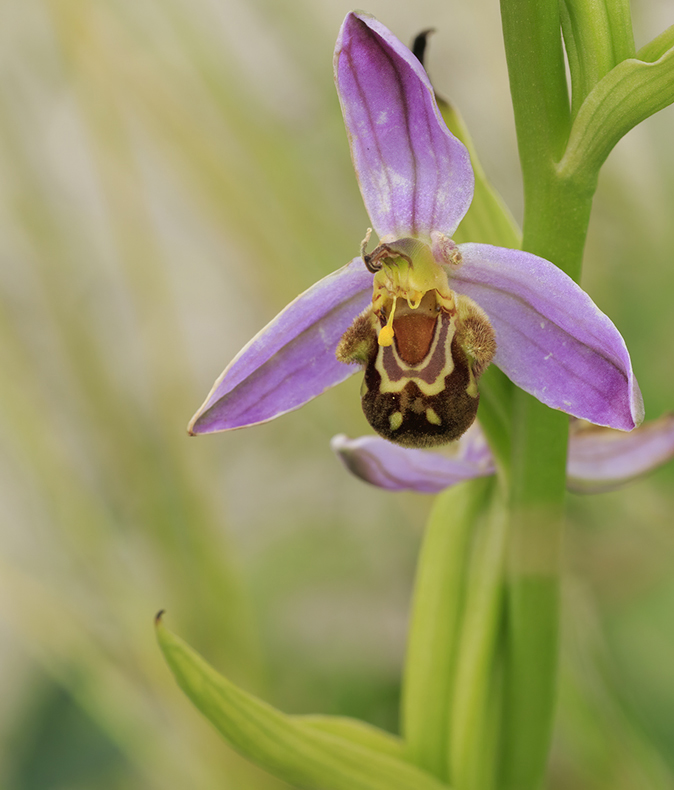 Bijenorchis110620