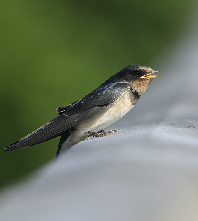 Boerenzwaluw120620