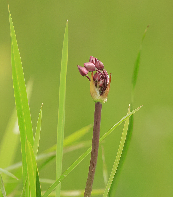 Zwanenbloem050620