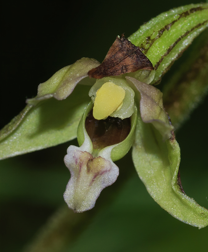 Bredewespenorchis210720