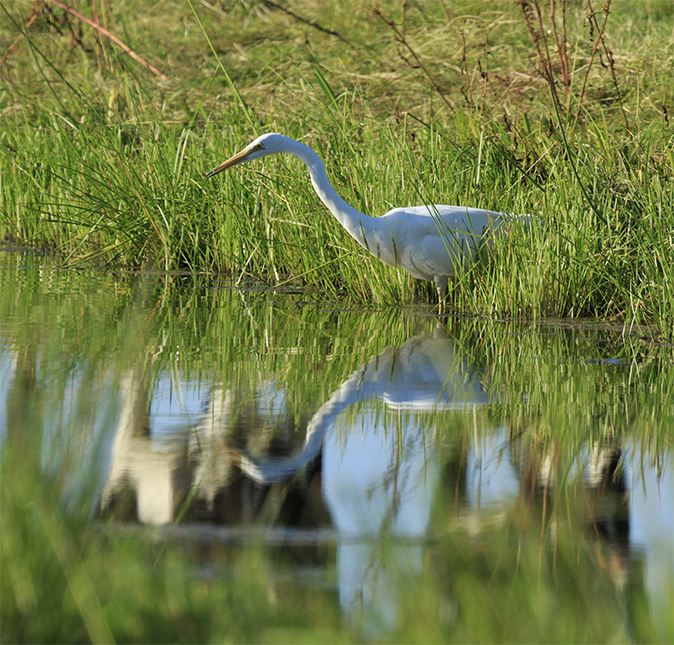 Grotezilverreiger120720