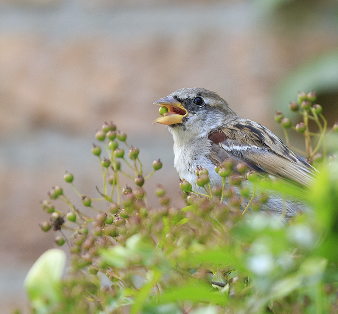 Huismus190720