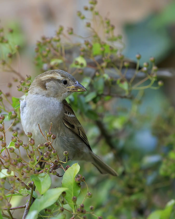 Huismus190720E