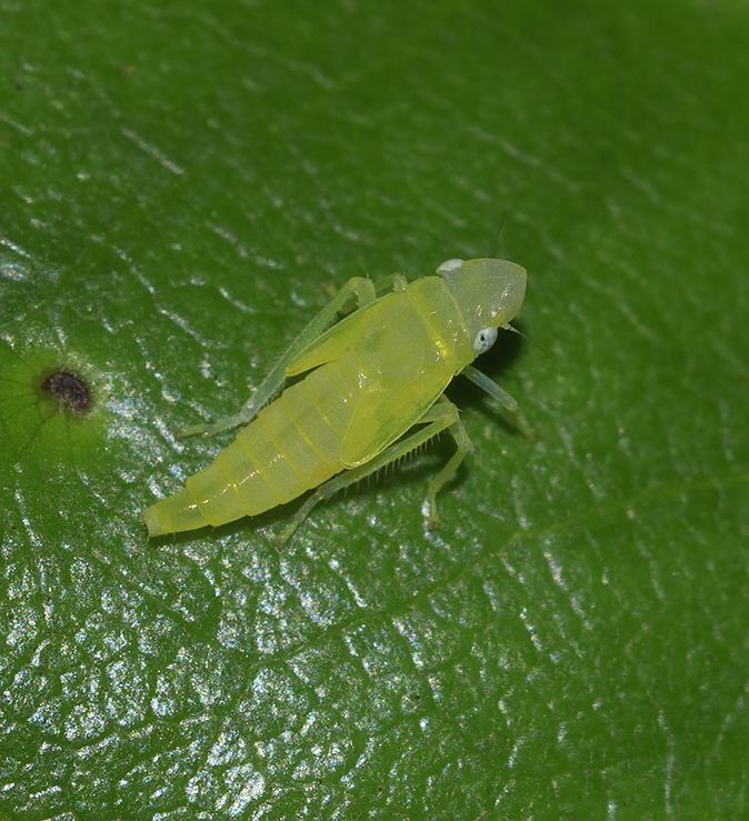 Rododendroncicade070720A