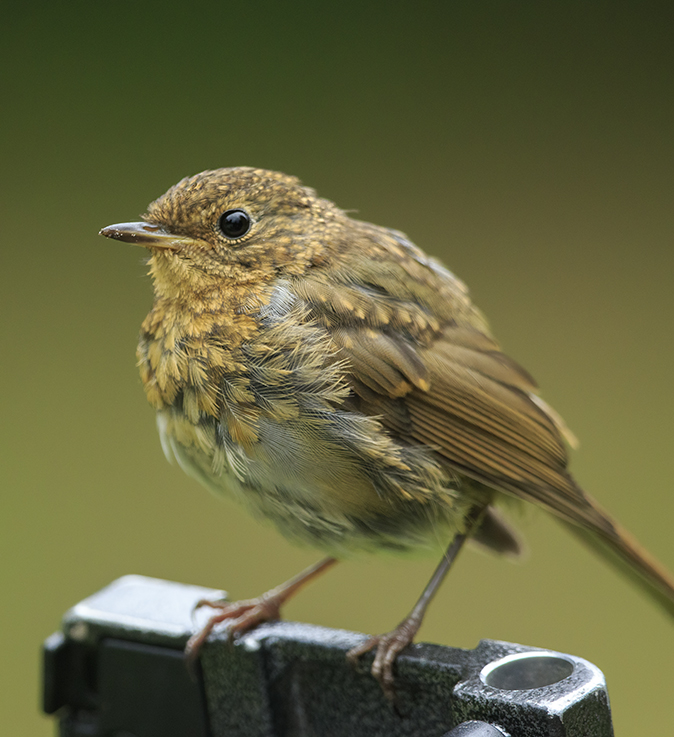 Roodborst070720