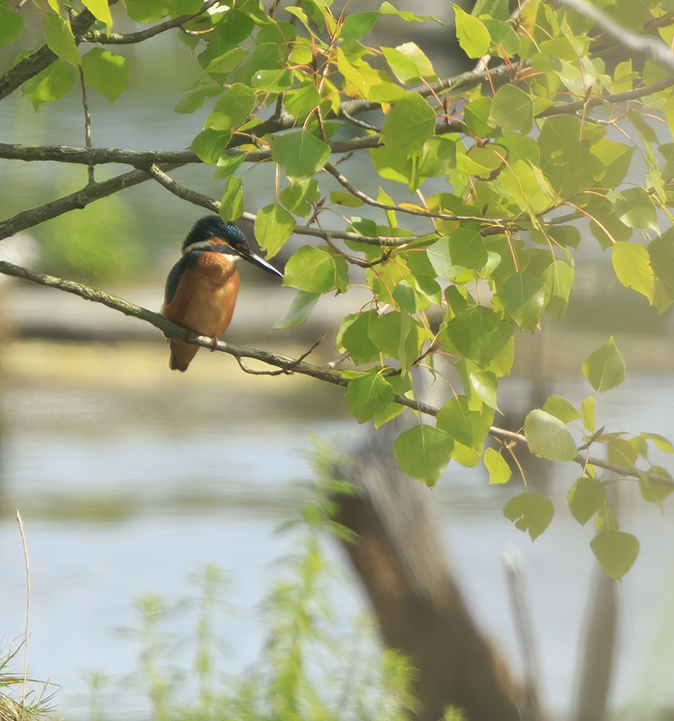 IJsvogel240820