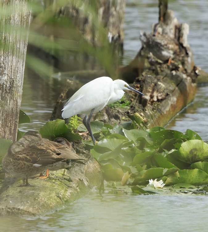 Kleinezilverreiger240820