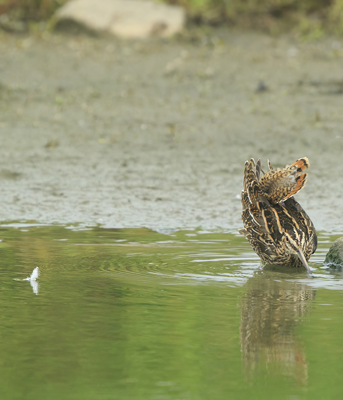 Watersnip270820