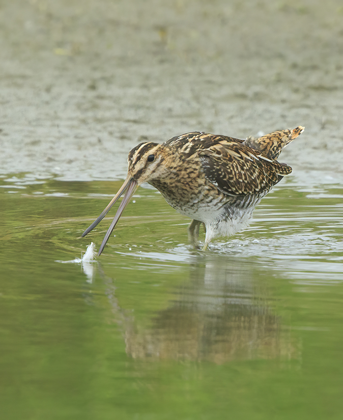 Watersnip270820B