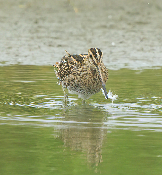 Watersnip270820C