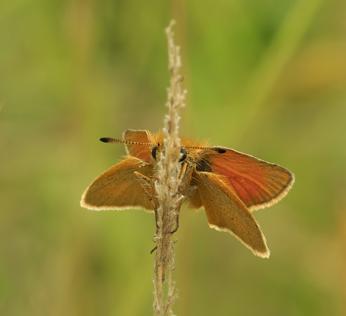 Zwartsprietdikkopje230720A