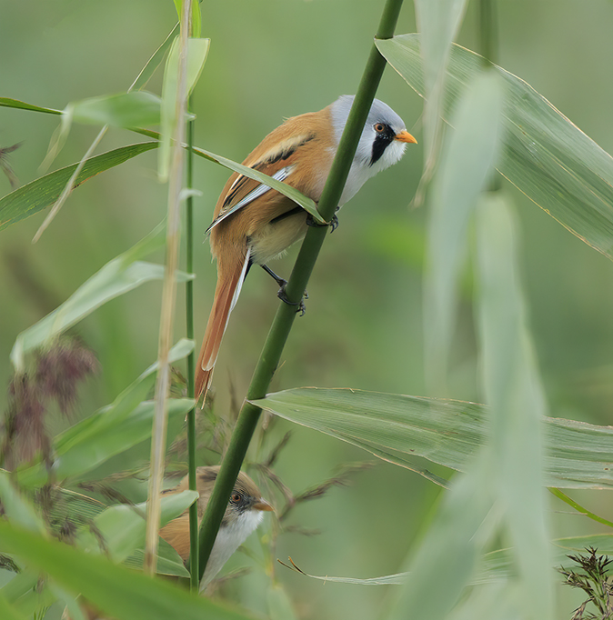 Baardmannetjes090920