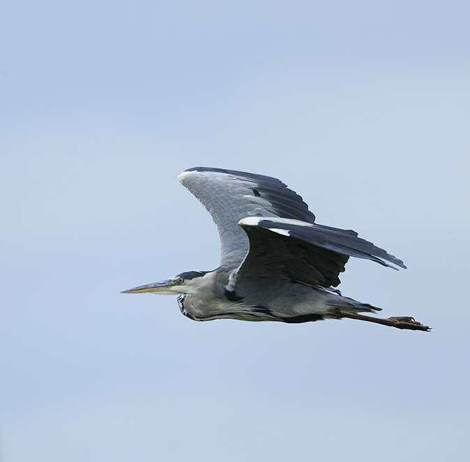 Blauwereiger090920.jpg