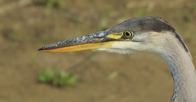 Blauwereiger110920