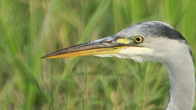 Blauwereiger110920A