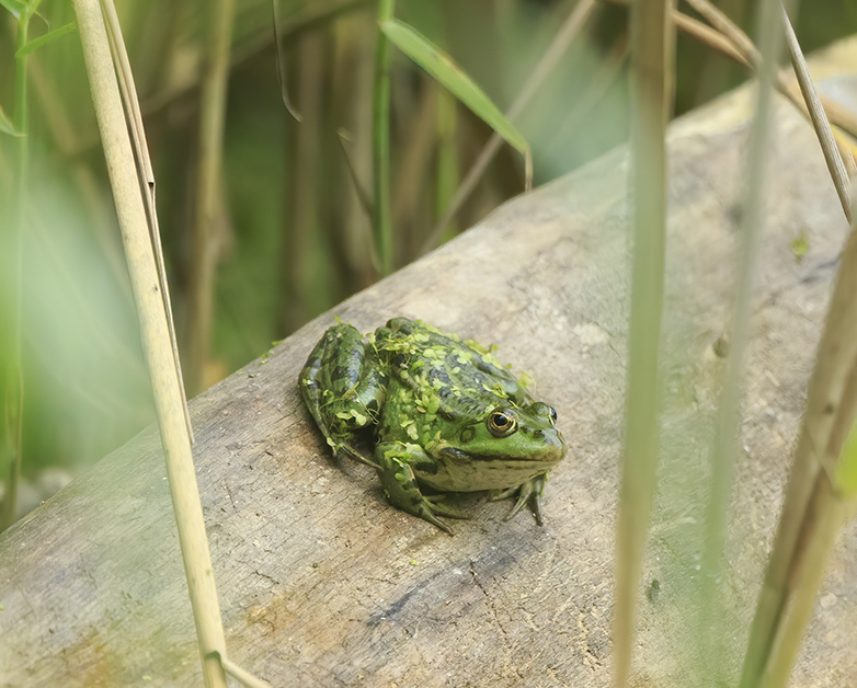 Groenekikker040920