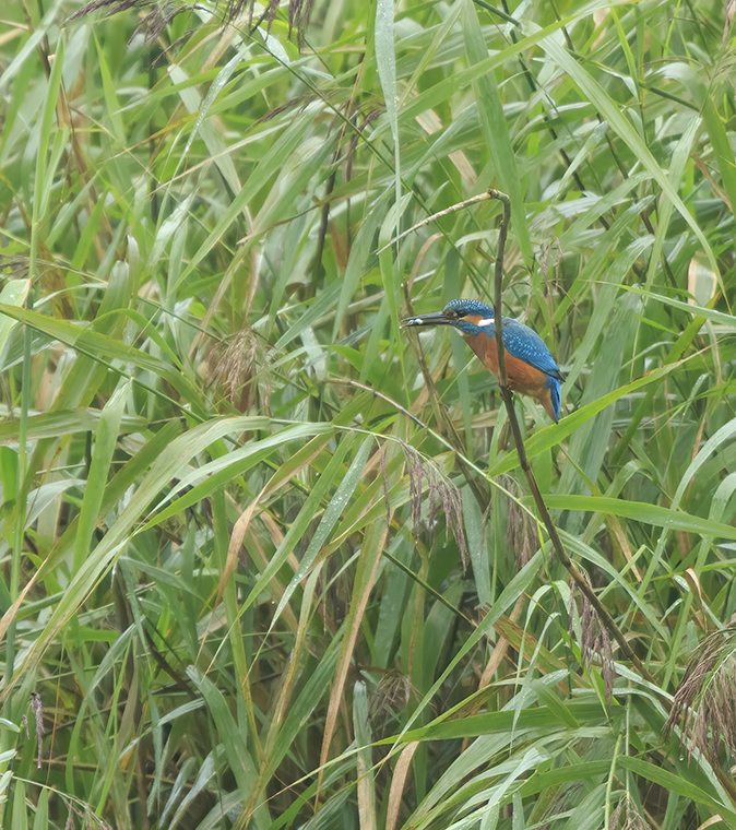 IJsvogel030920A