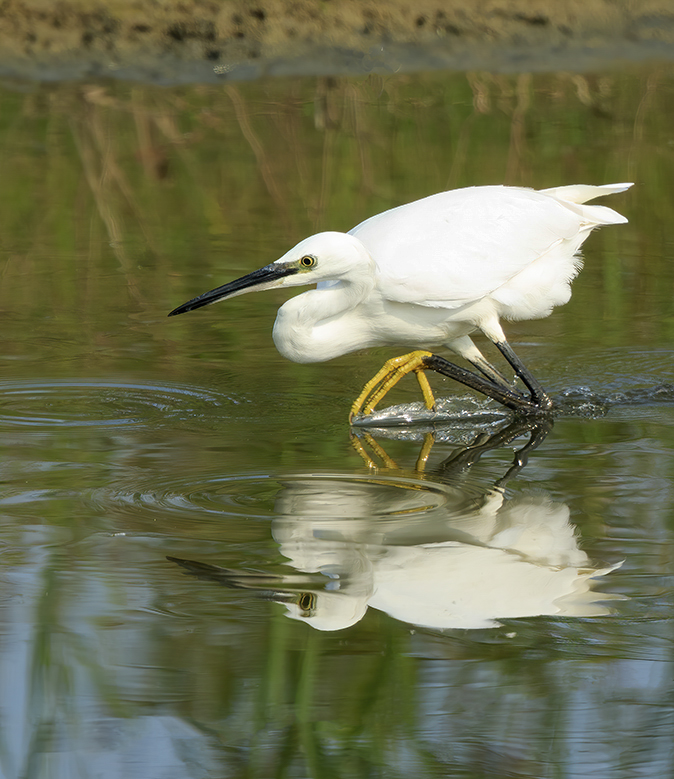 Kleinezilverreiger110920