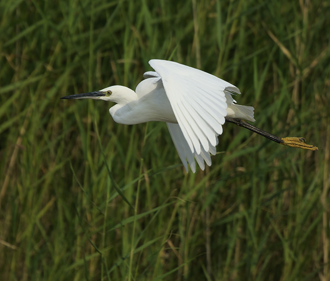 Kleinezilverreiger110920A