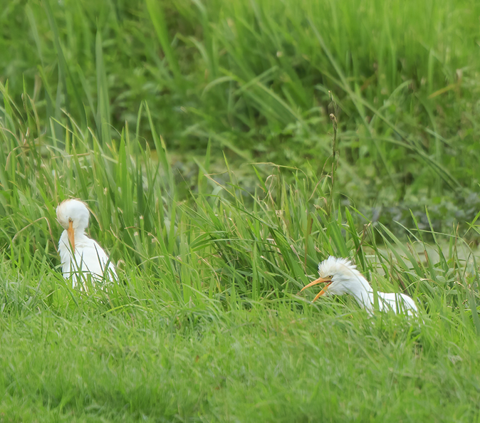 Koereiger080920