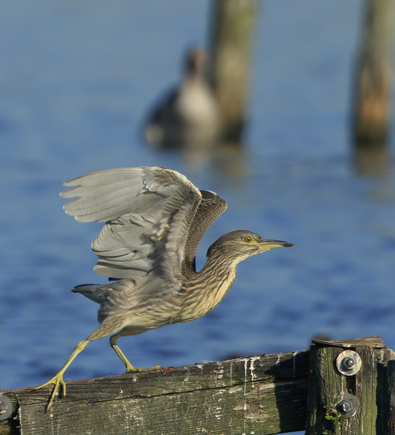 Kwak210920A Foto wordt ingeladen