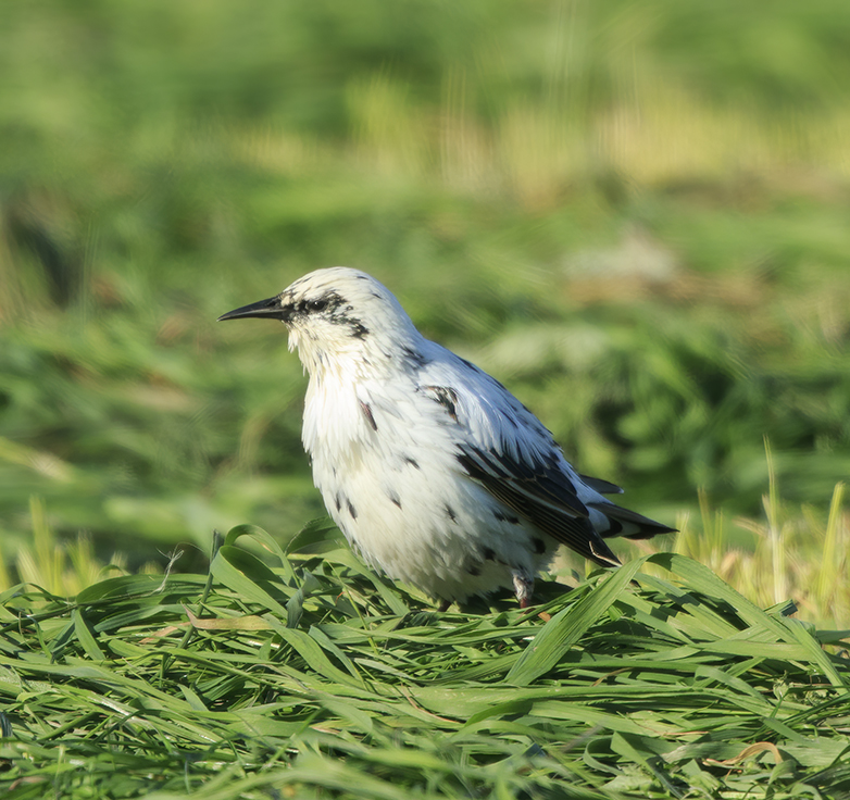 Spreeuw180920 Foto wordt ingeladen