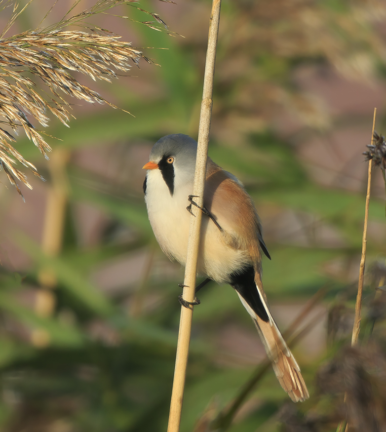 Baardmannetje231020A