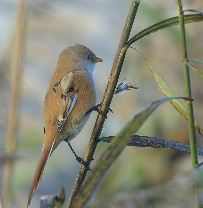 Baardmannetje231020D