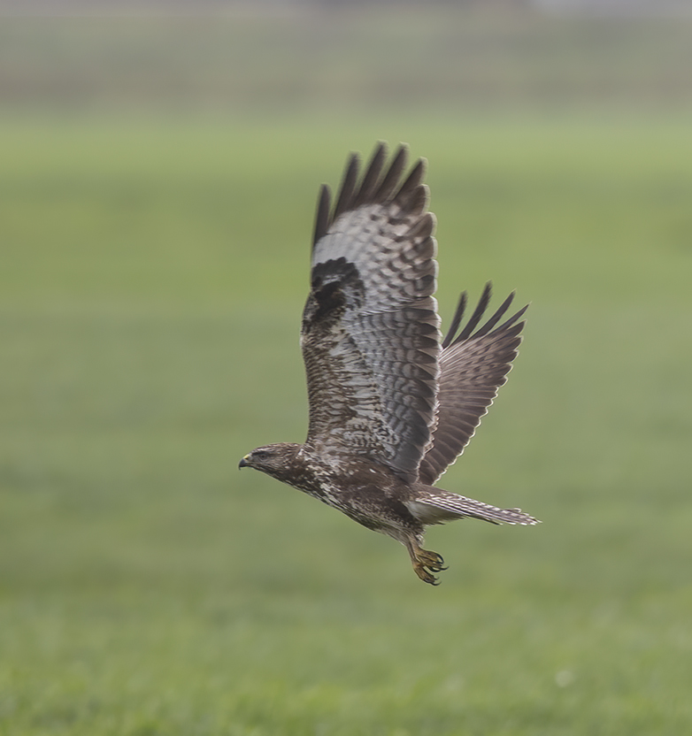 Buizerd071020