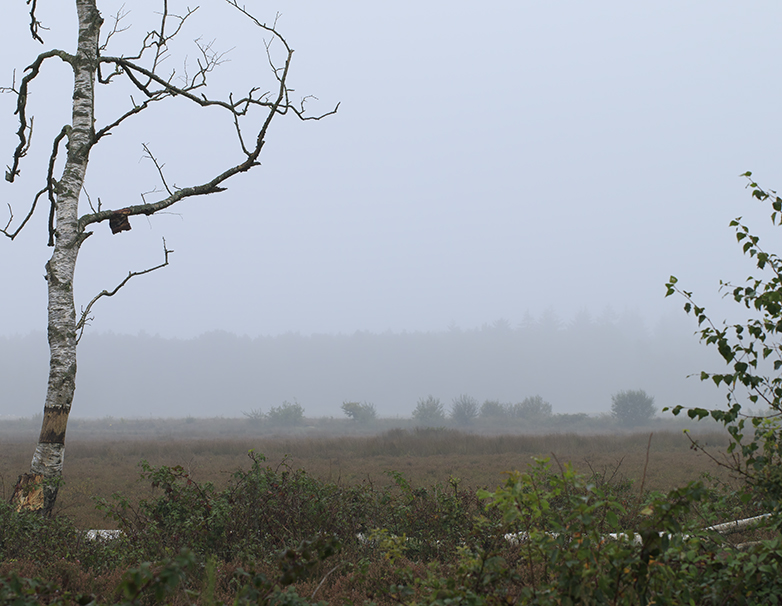 Dwingelderveld280920