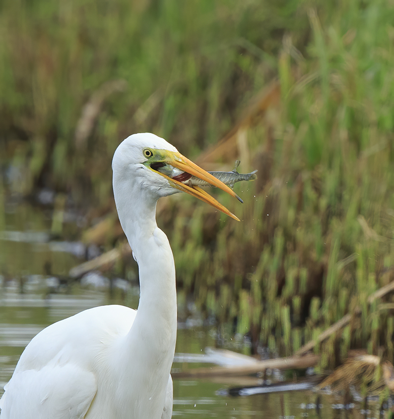 Grotezilverreiger_Snoek291020