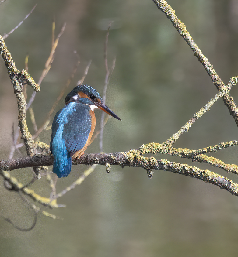 IJsvogel141020