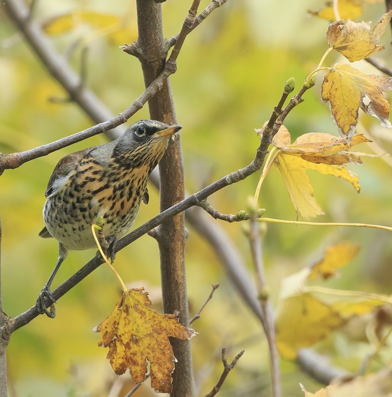 Kramsvogel261020