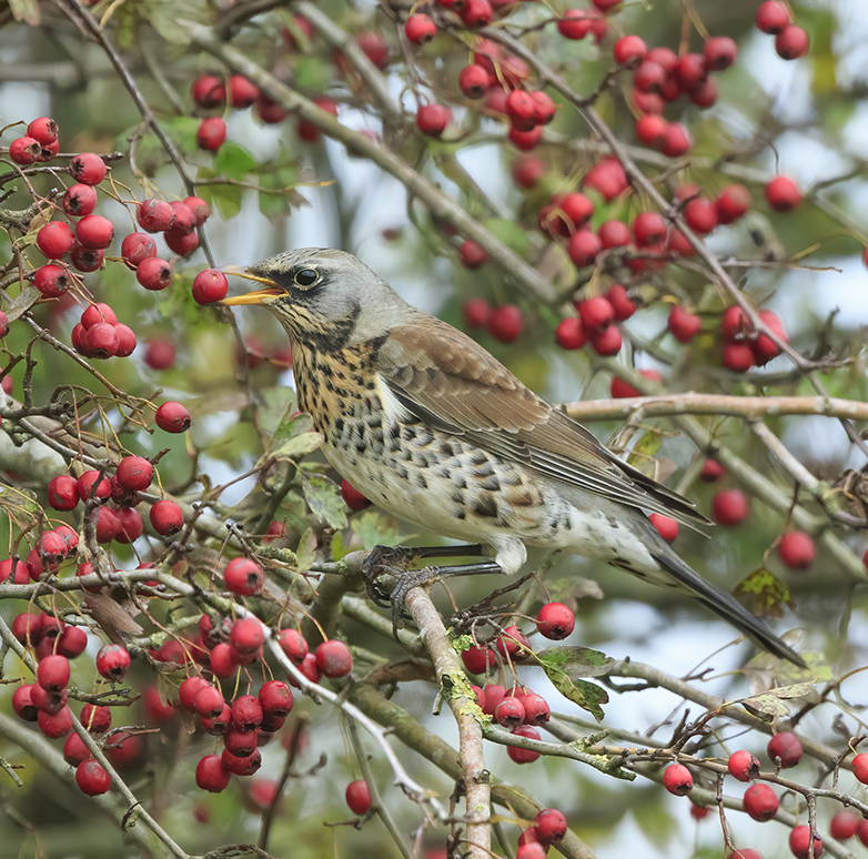 Kramsvogel261020A