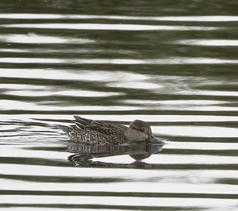 Wintertaling121020